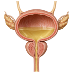 POCUS for Bladder, prostate, and urethra cutaway