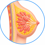POCUS for Breast