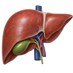 POCUS for Liver