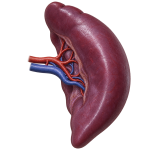 POCUS for Spleen