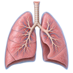 POCUS for lungs