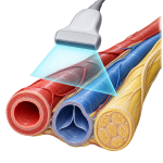 pocus for artery, vein, peripheral nerve, internal structures